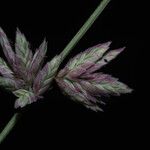 Eragrostis elongata Çiçek