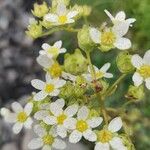 Saxifraga paniculataBlüte