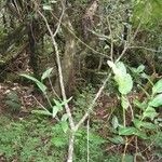 Acalypha integrifolia Hàbitat