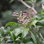 Dendropanax arboreus Habit