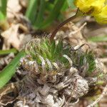 Draba aizoides Blad