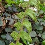 Polystichum braunii Foglia