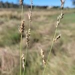 Eragrostis elongata Fruit