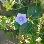 Jacquemontia pentanthos Fleur
