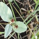 Melhania ovata Leaf