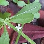 Galium tricornutum 花