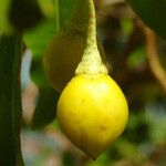 Bontia daphnoides Fruit