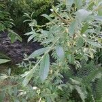 Salix alba 葉