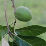Schinziophyton rautanenii Fruto