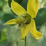 Clematis orientalis Flower