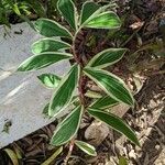 Cheilocostus speciosus Blatt