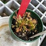 Drosera intermedia Lapas