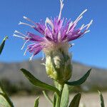 Rhaponticum repens Flor