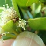 Longetia buxoides Blüte