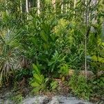 Calophyllum inophyllum Blad