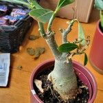 Adenium obesum 葉