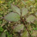 Prunus japonica 葉