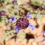 Salvia columbariae Характер