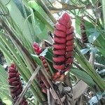 Heliconia imbricata List