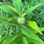 Physalis longifolia Leaf