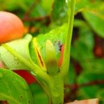 Codia nitida Rinde