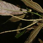 Acalypha apodanthes Лист