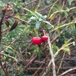 Vaccinium ovatum Fruit