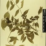 Zanthoxylum oxyphyllum ᱮᱴᱟᱜ