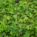 Cirsium heterophyllumKvet