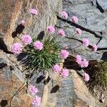 Armeria alpina موطن