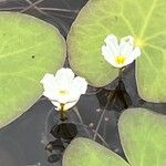 Nymphoides cordata Flors