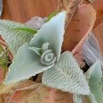 Kalanchoe gastonis-bonnieri Ліст