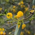 Acacia ligulata Blomst