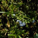 Myosotis laxa 花