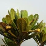 Pittosporum lanipetalum Blüte