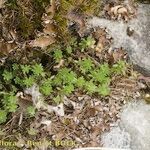 Sedum monregalense Habitat