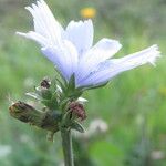 Cichorium intybus 花