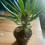 Pachypodium lamerei Φύλλο