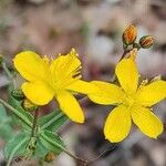 Hypericum linariifolium Flower