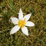 Crocus sieberi Flower