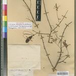 Mimosa dumetaria Other