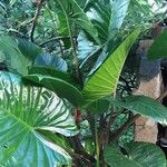 Alocasia macrorrhizos Habitus