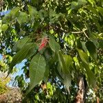 Acer oblongum 葉