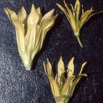 Gentiana × marcailhouana Blüte