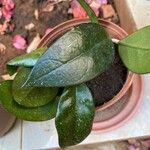 Hoya carnosa Blatt