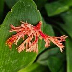 Hibiscus schizopetalus Flower