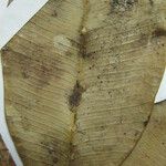 Ficus piresiana Diğer
