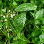 Capsella bursa-pastoris Habit