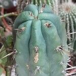 Echinopsis cuzcoensis Other