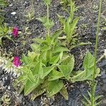 Salvia verticillata Vekstform